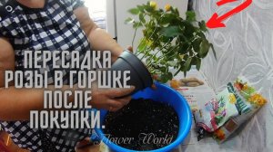Пересадка розы в горшке после покупки.