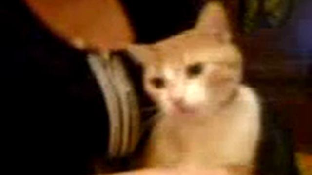 Кошка не умеющая мяукать смотреть онлайн