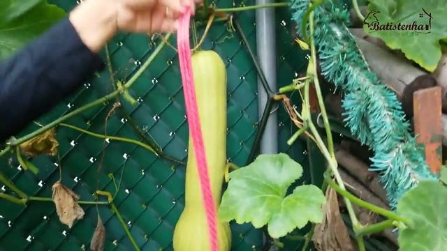 Colheita Orgânica - Abóbora Menina / Organic Harvest - Pumpkin Girl смотреть онлайн