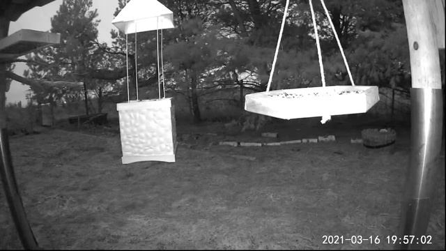2021 Mar 13 Livestream bird feeding station. Ripley, Ontario Canada by AtHomeFriendlyTecGuy смотреть онлайн