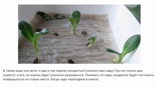 Как просто вырастить рассаду. Оригинальный способ выращивания рассады. смотреть онлайн