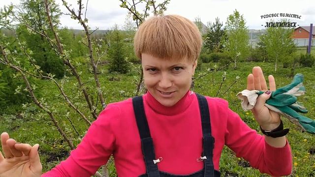 Какой должен быть уход, чтобы яблони обильно плодоносили? смотреть онлайн