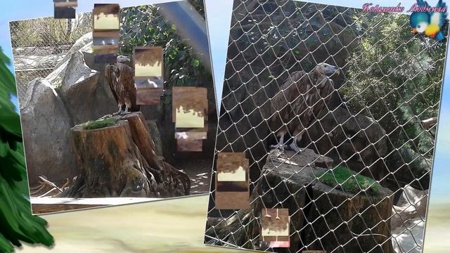 Зоопарк Сафари 2015 Израиль 2 смотреть онлайн