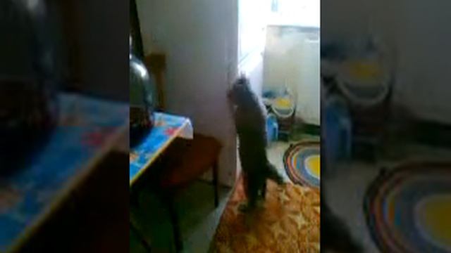 кот и холодильник.3gp смотреть онлайн