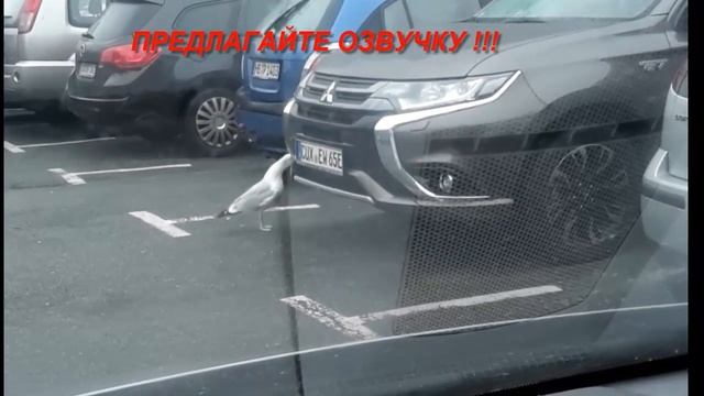 Природа и мы. Пособие по ремонту авто, пошагово как снять номерной знак.