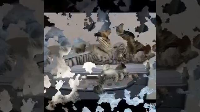 Как спят собаки и коты смотреть онлайн