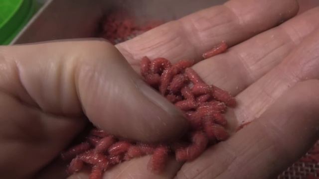 How Maggots are Made ? (But they work!) смотреть онлайн
