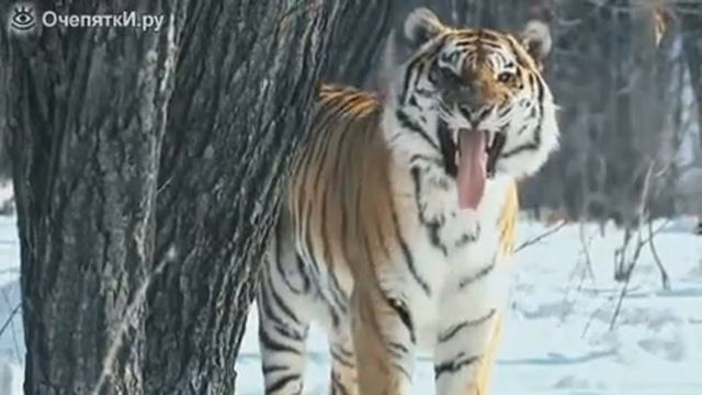 Самие редкие животние на Земле смотреть онлайн