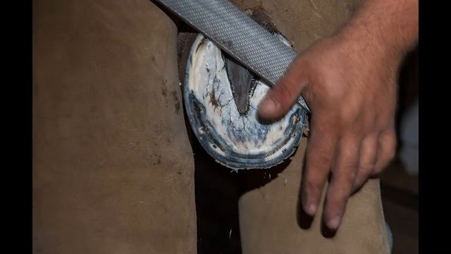 Пошаговая инструкция подковки лошади смотреть онлайн