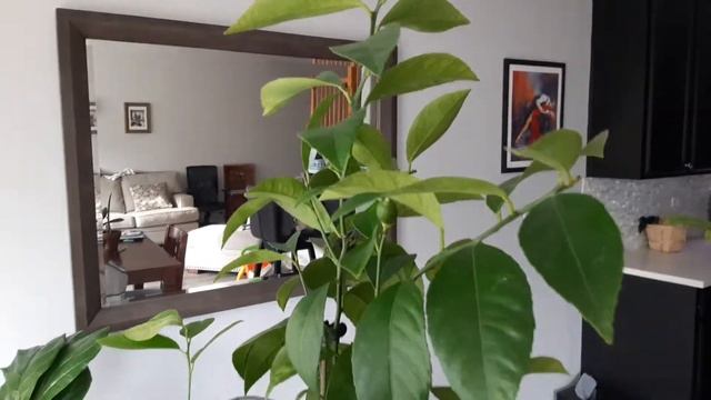 Flowering Meyer Lemon Tree Indoors смотреть онлайн