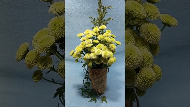Хризантема кустовая Calimero lime смотреть онлайн