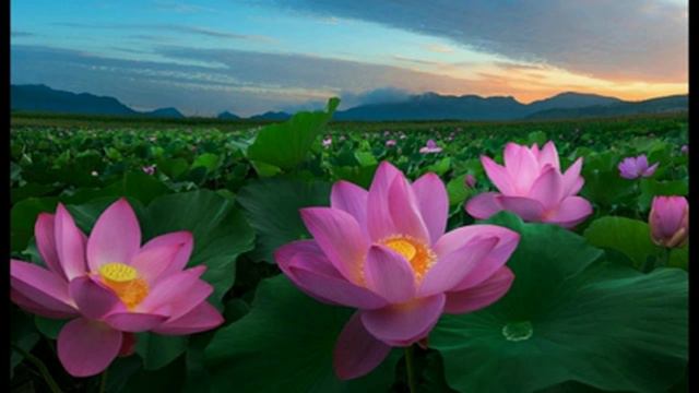 Влад. Семенов В ПОИСКАХ ЛОТОСА ч.10