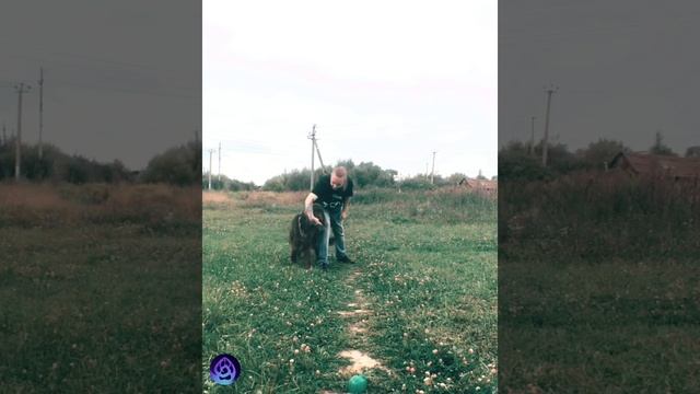 Змейка (слалом): учим трюки с собакой смотреть онлайн