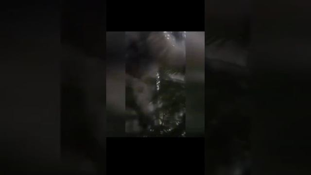 Свинка слоумо ? #roblox #shorts смотреть онлайн