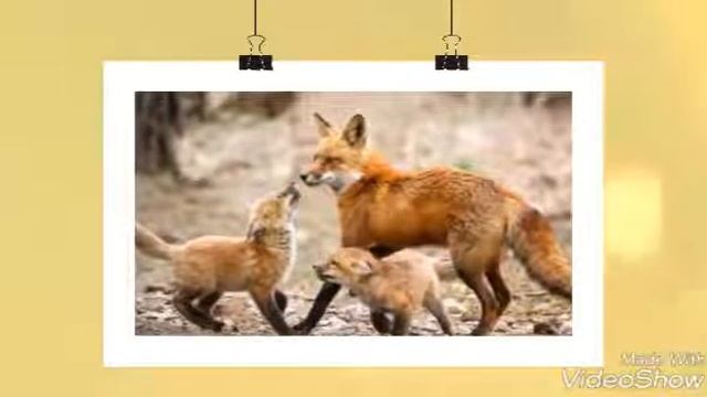 Картинки лис смотреть онлайн