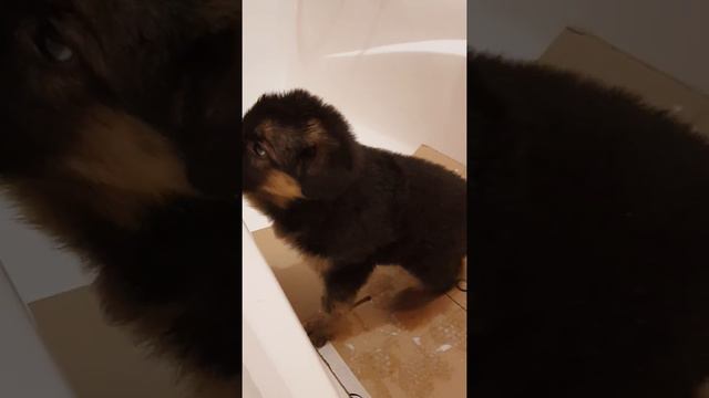 Роза приехала на постоянное место жительства !!!!! Повезло сучке !!!!!! Овчарка, месяц от роду !!!! смотреть онлайн