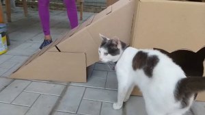 Игровой Дом для котиков из картона или Строим Замок для кота