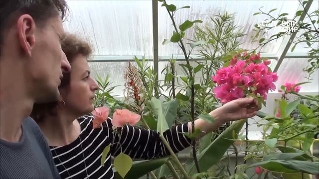 Как вырастить бугенвиллею дома. Сайт "Садовый мир" смотреть онлайн