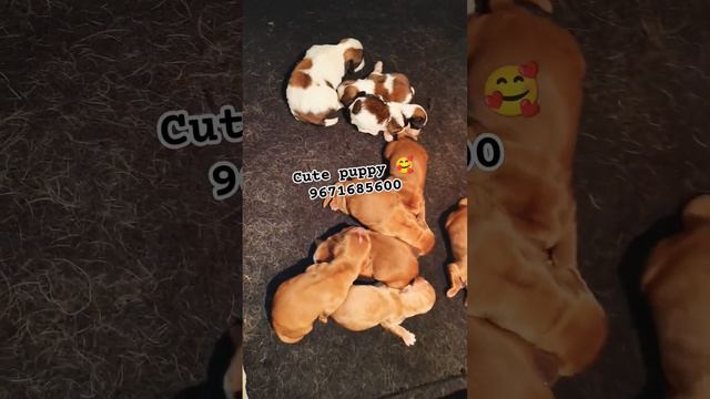 hlo frds 5 day's puppy cocker spaniel and 2 weeks ShihTzu 😍🫶🥰 #trending #viralshort #shihtzu смотреть онлайн