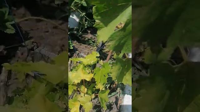 Полив Винограда в теплице . #виноград #полив #труба #капля #ягодамира #свойсад #арматура #теплица смотреть онлайн