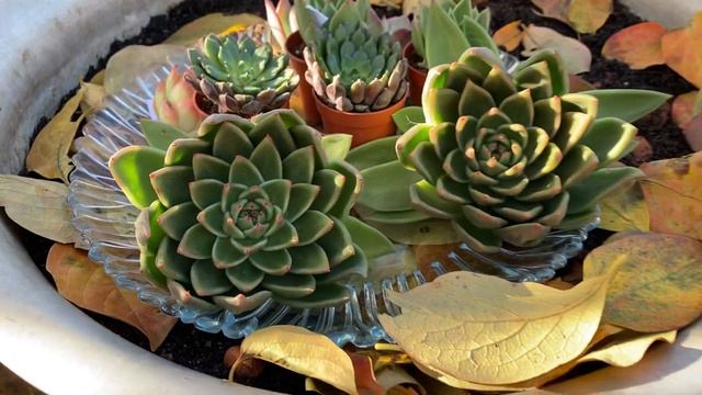 Новые жители в «Echeveria District». 14.11.2022 смотреть онлайн