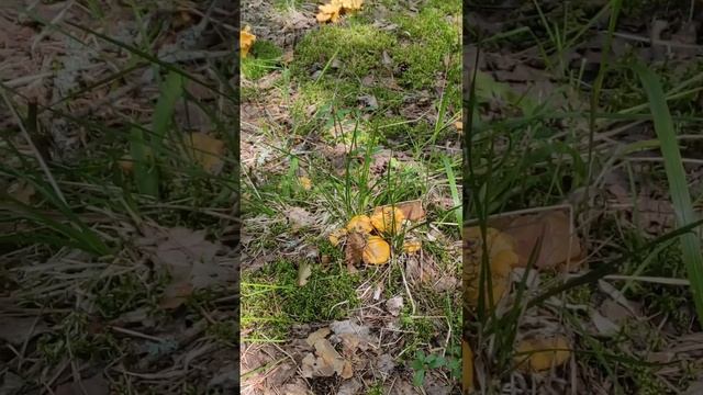 Лисички , хорошая прогулка!