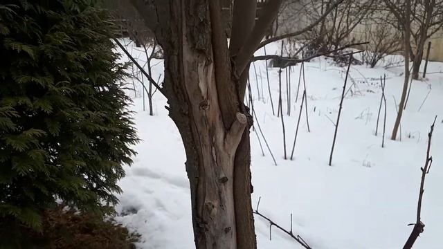 Треснула кора на клёне? Что делать. смотреть онлайн