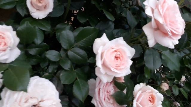 Розы Giardina и Flammentanz смотреть онлайн