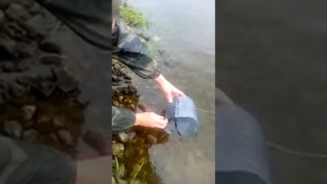 Стерлядка в Оке смотреть онлайн