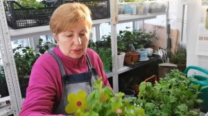 ПЕТУНИЯ. Почему желтеют и сохнут нижние листья? Что предпринять?