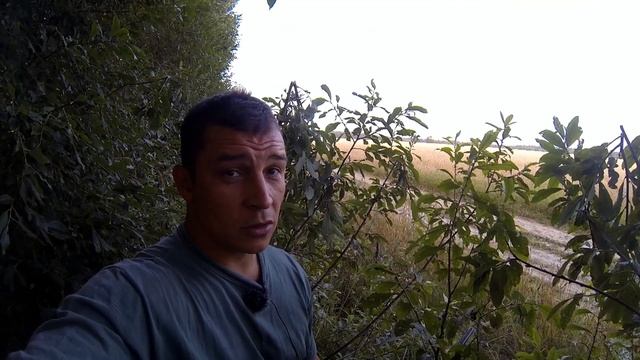 Охота на вяхиря в Московской области. смотреть онлайн