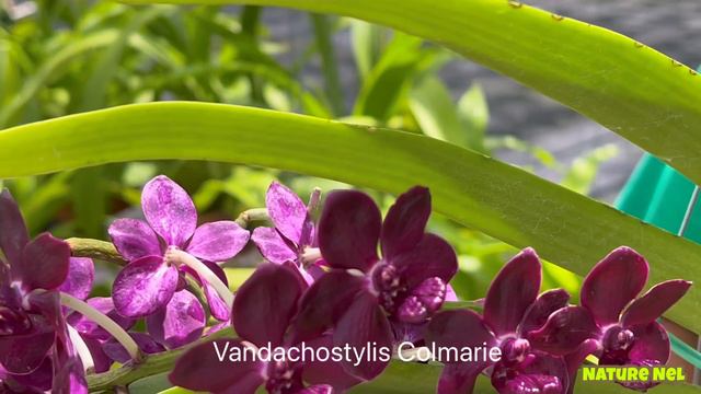 Extraordinary Vanda orchids at one of Florida’s top orchid nursery in Redlands-Banjong Orchids. смотреть онлайн