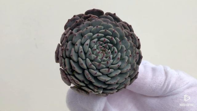 Echeveria Tuxpan (B) смотреть онлайн
