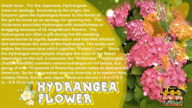 Hydrangea Flower смотреть онлайн