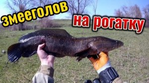 Охота с Рогаткой на Змееголова чёткий HeadShot
