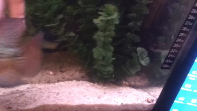 Игры с Хорном смотреть онлайн