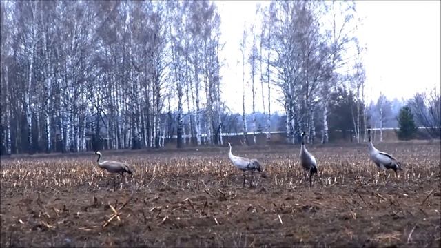 Cranes Takeoff Classic Журавли Взлёт Классика ЖИВАЯ КАРТИНКА ОТ АРИНЫ ЯР смотреть онлайн