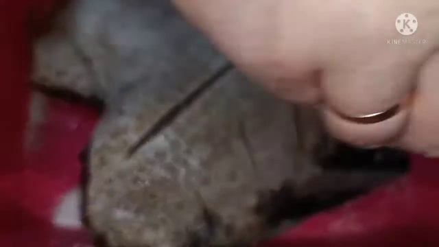 Чистое пространство и мастерство уборки