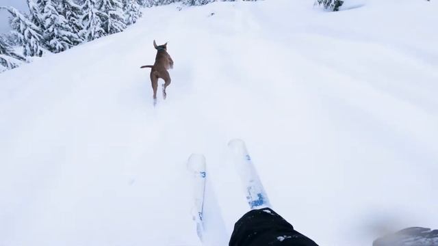 Merry Christmas! Ski touring with a weimaraner смотреть онлайн