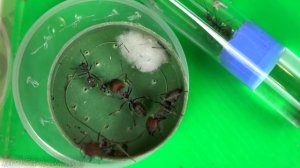 Муравьи Fellah'и - милахи, а Singularis - убийцы?