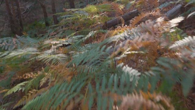 ☢️CANON EOS R7 - RESULTADOS en Fotografía y Vídeo смотреть онлайн