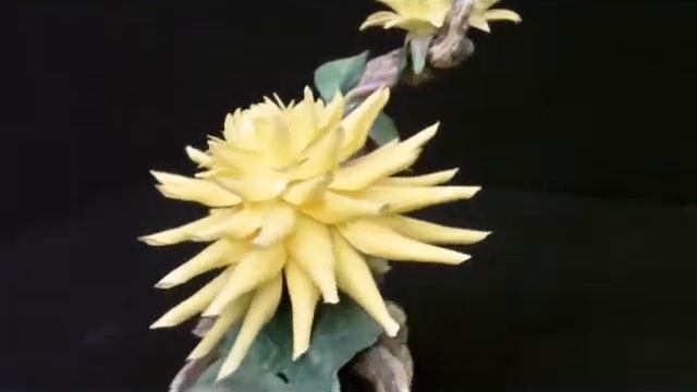 Boehm Cactus Dahlia Discounted.wmv смотреть онлайн
