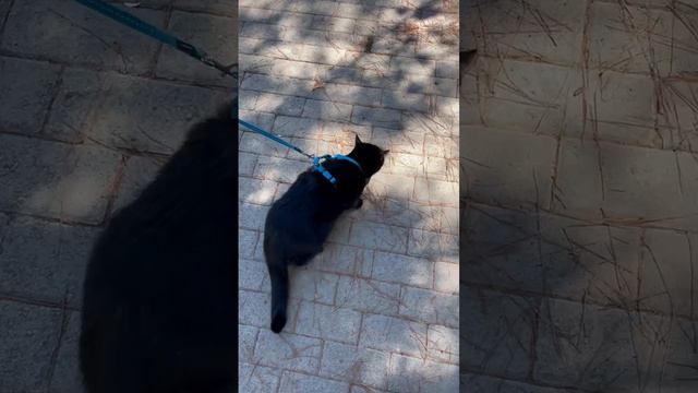 Наш  домашний кот Бэтмен вышел на прогулку, животные