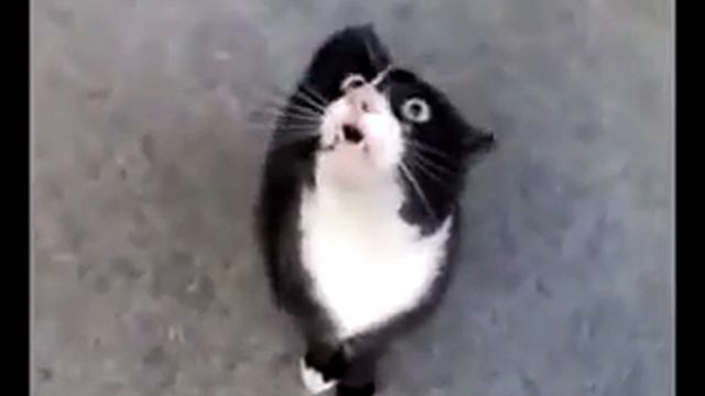 видео приколы кошки скачать бесплатно Смешные приколы с кошками1 смотреть онлайн