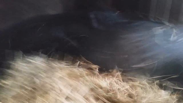 Поймал воробья за место крысы смотреть онлайн