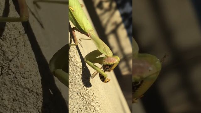 Чем питаются богомолы смотреть онлайн