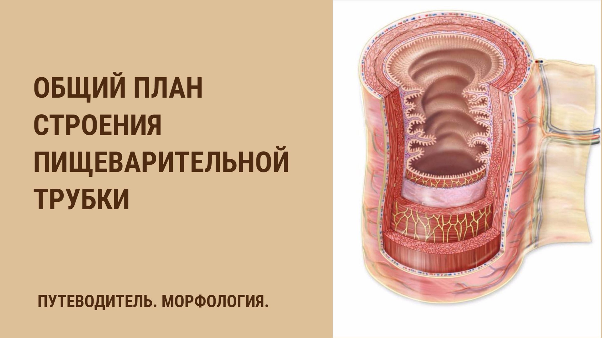 Общий план строения пищеварительной трубки смотреть онлайн