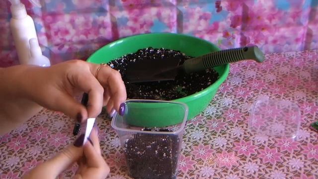 посев монарды