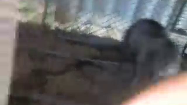 Как выглядят нутрии??? смотреть онлайн