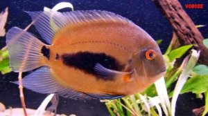 Цихлида Уару Клинопятнистый - милаха аквариумного мира. Содержание, разведение и чем кормить